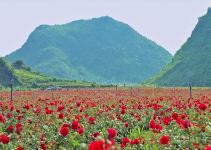 花知道原料产品集